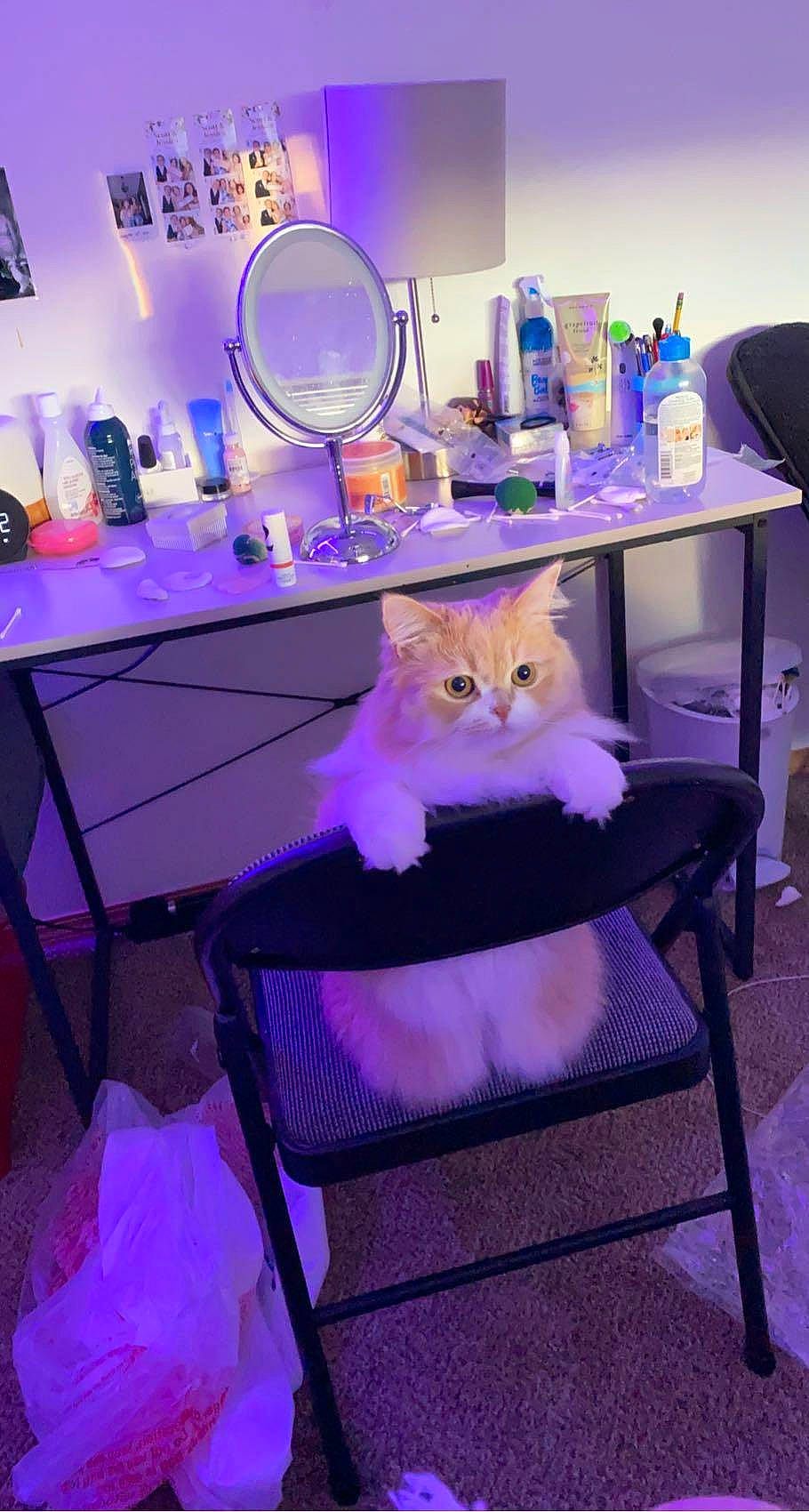 Miles joined the competition — help win amazing prizes! barware, blue, bottle, carnivore, cat, chair, drawer, felidae, green, interior_design, light, lighting, magenta, pink, purple, room, small_to_medium_sized_cats, table, violet, whiskers