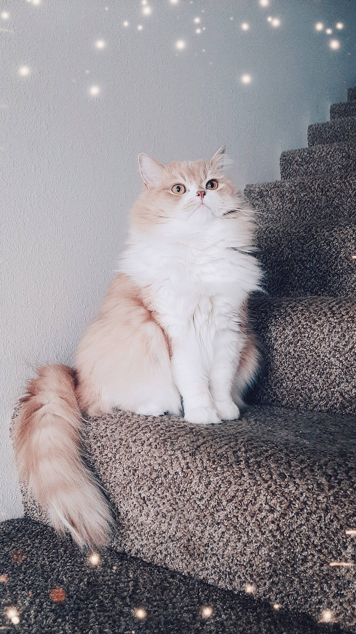 Miles joined the competition — help win amazing prizes! carnivore, cat, claw, comfort, event, fawn, felidae, foot, fur, paw, ragdoll, sitting, sky, small_to_medium_sized_cats, snout, tail, terrestrial_animal, whiskers, window