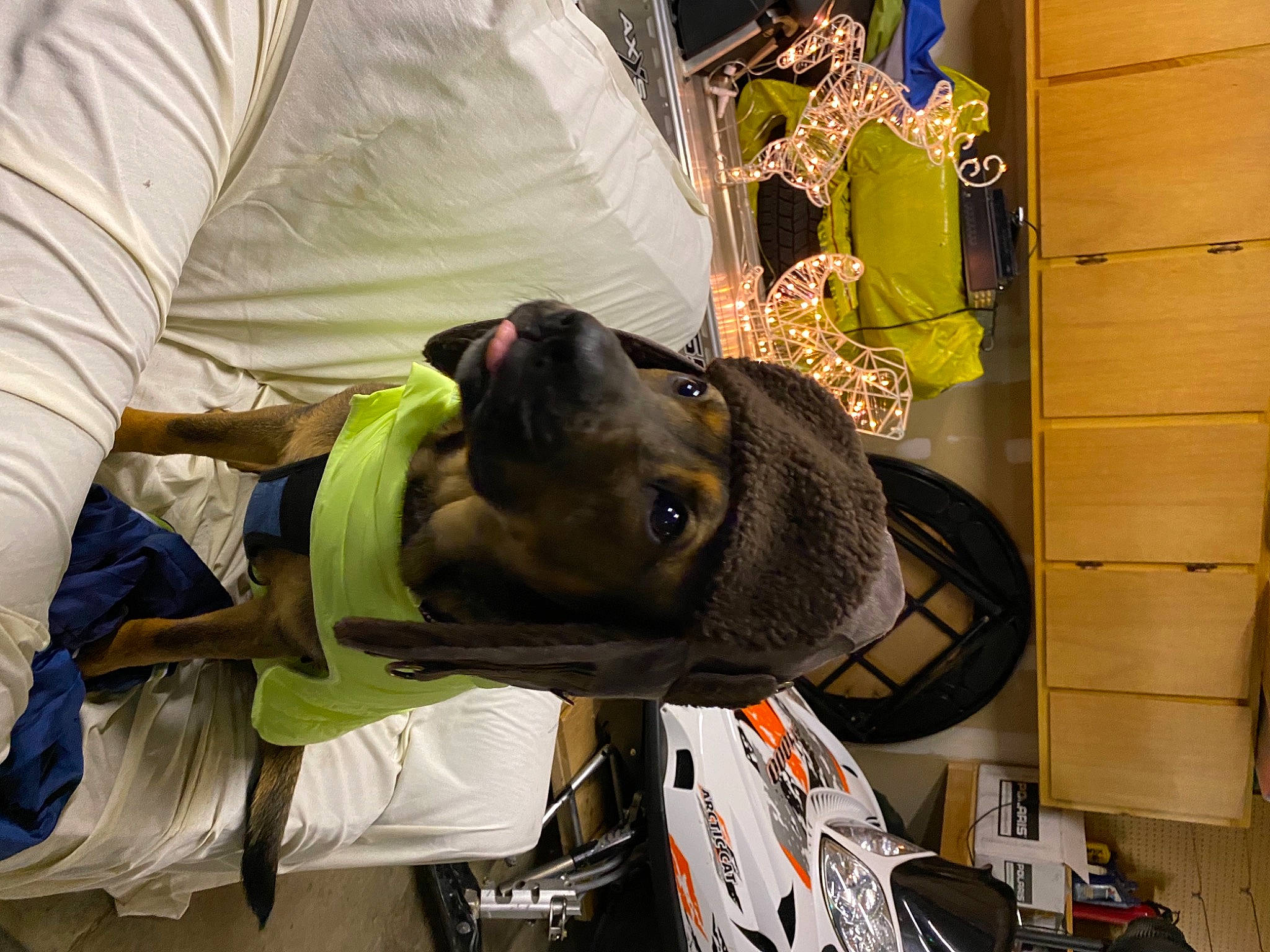 Wall E joined the competition — help win amazing prizes! backpack, bag, canidae, carnivore, collar, companion_dog, dog, dog_breed, eyewear, fashion_accessory, hat, headgear, helmet, luggage_and_bags, personal_protective_equipment, room, snout, sporting_group, working_animal