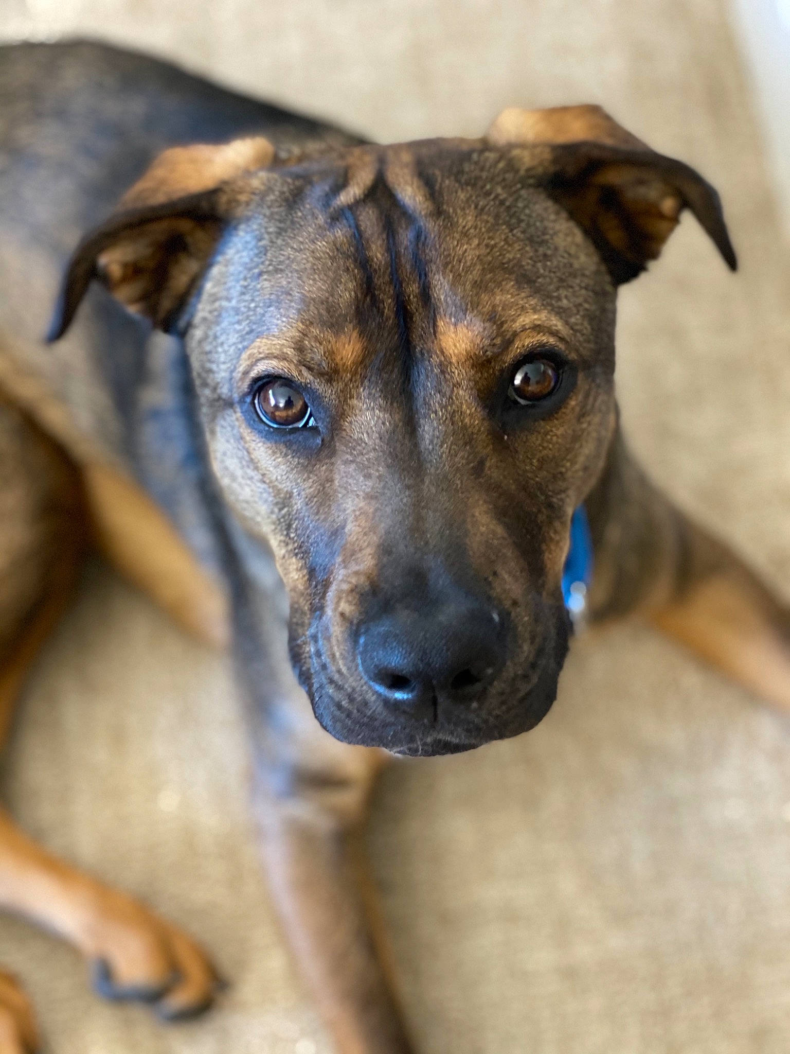 Wall E joined the competition — help win amazing prizes! canidae, carnivore, collar, companion_dog, dog, dog_breed, dog_collar, eye, fawn, fur, guard_dog, head, non_sporting_group, snout, sporting_group, terrestrial_animal, treeing_tennessee_brindle, whiskers, working_animal, working_dog