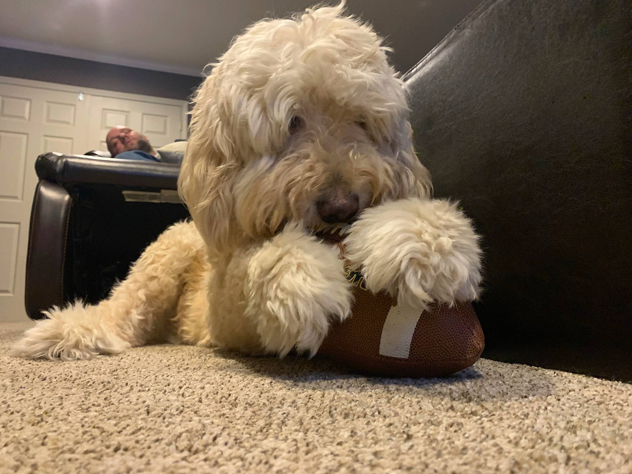 Crusier joined the competition — help win amazing prizes! canidae, carnivore, cockapoo, companion_dog, dog, dog_breed, goldendoodle, irish_soft_coated_wheaten_terrier, labradoodle, mammal, non_sporting_group, puppy, rare_breed_dog, sapsali, sealyham_terrier, small_terrier, sporting_group, terrier, tibetan_terrier, vertebrate