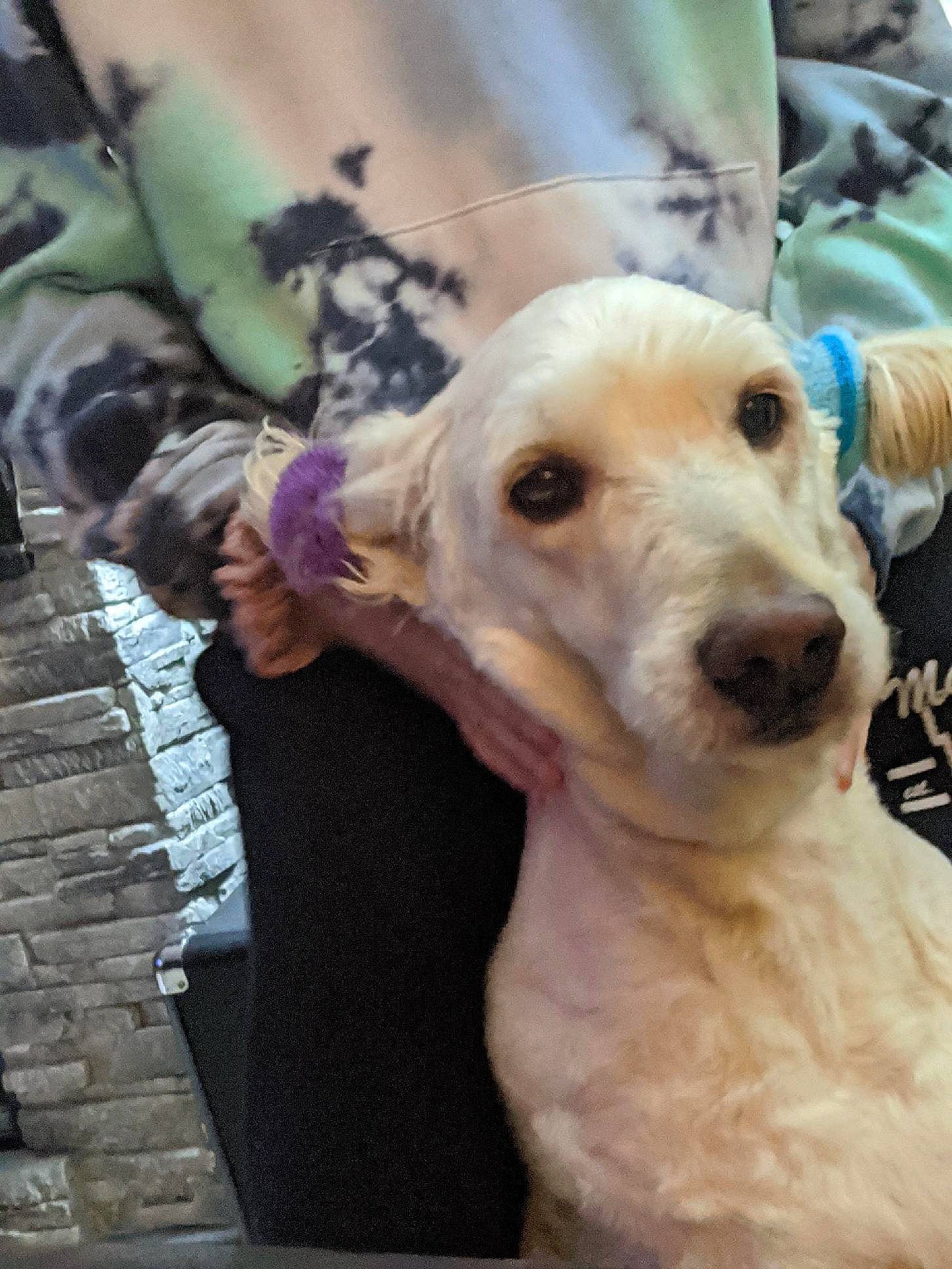 Crusier is registered to the contest to win money with this photo: canidae, carnivore, companion_dog, dog, dog_breed, fawn, labrador_retriever, mammal, rare_breed_dog, retriever, sporting_group, vertebrate