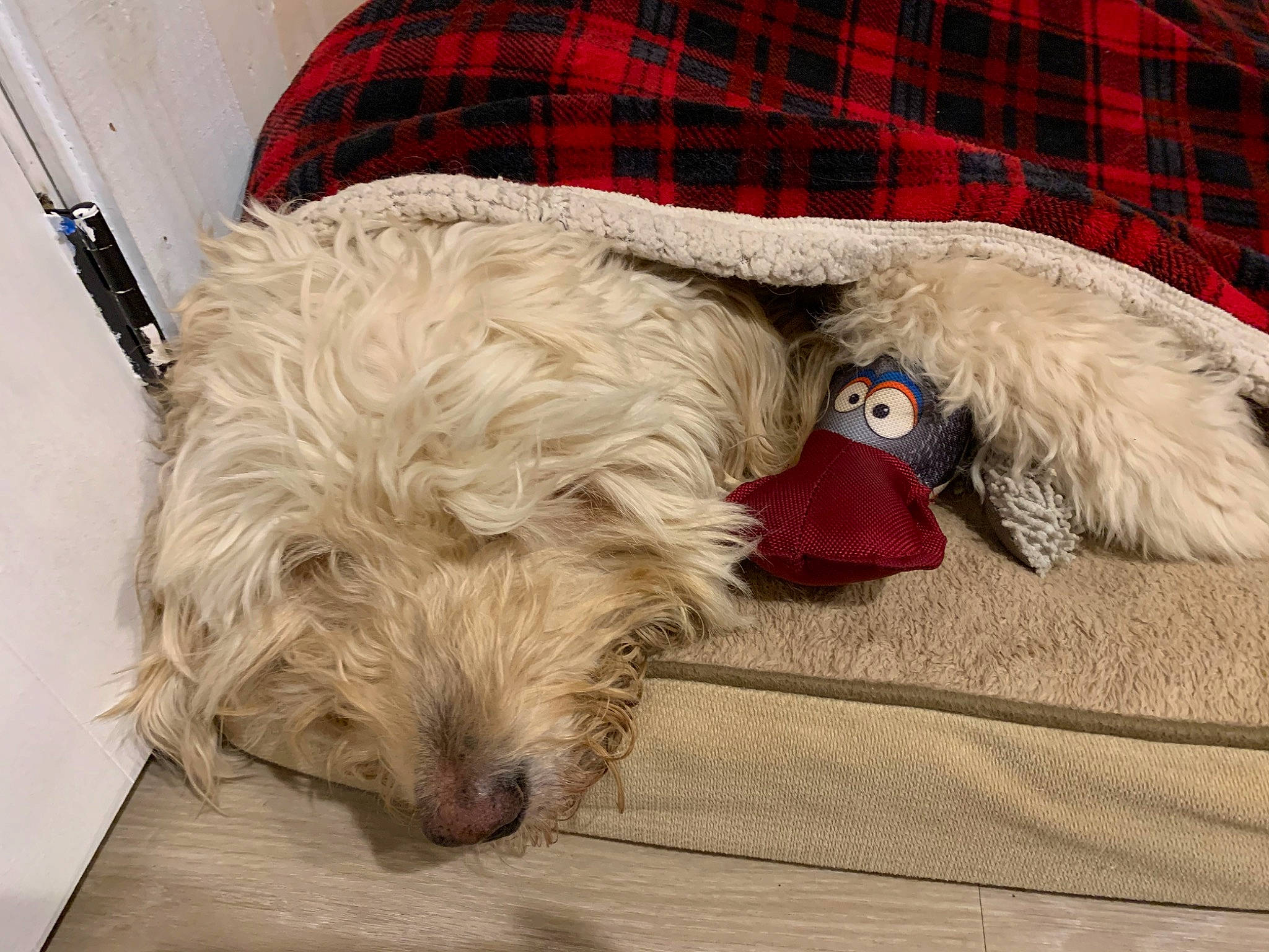 Crusier is registered to the contest to win money with this photo: canidae, carnivore, companion_dog, dog, dog_breed, fur, glen_of_imaal_terrier, goldendoodle, irish_soft_coated_wheaten_terrier, labradoodle, mammal, non_sporting_group, old_english_sheepdog, petit_basset_griffon_vendeen, puppy, rare_breed_dog, schnoodle, sporting_group, terrier, vertebrate