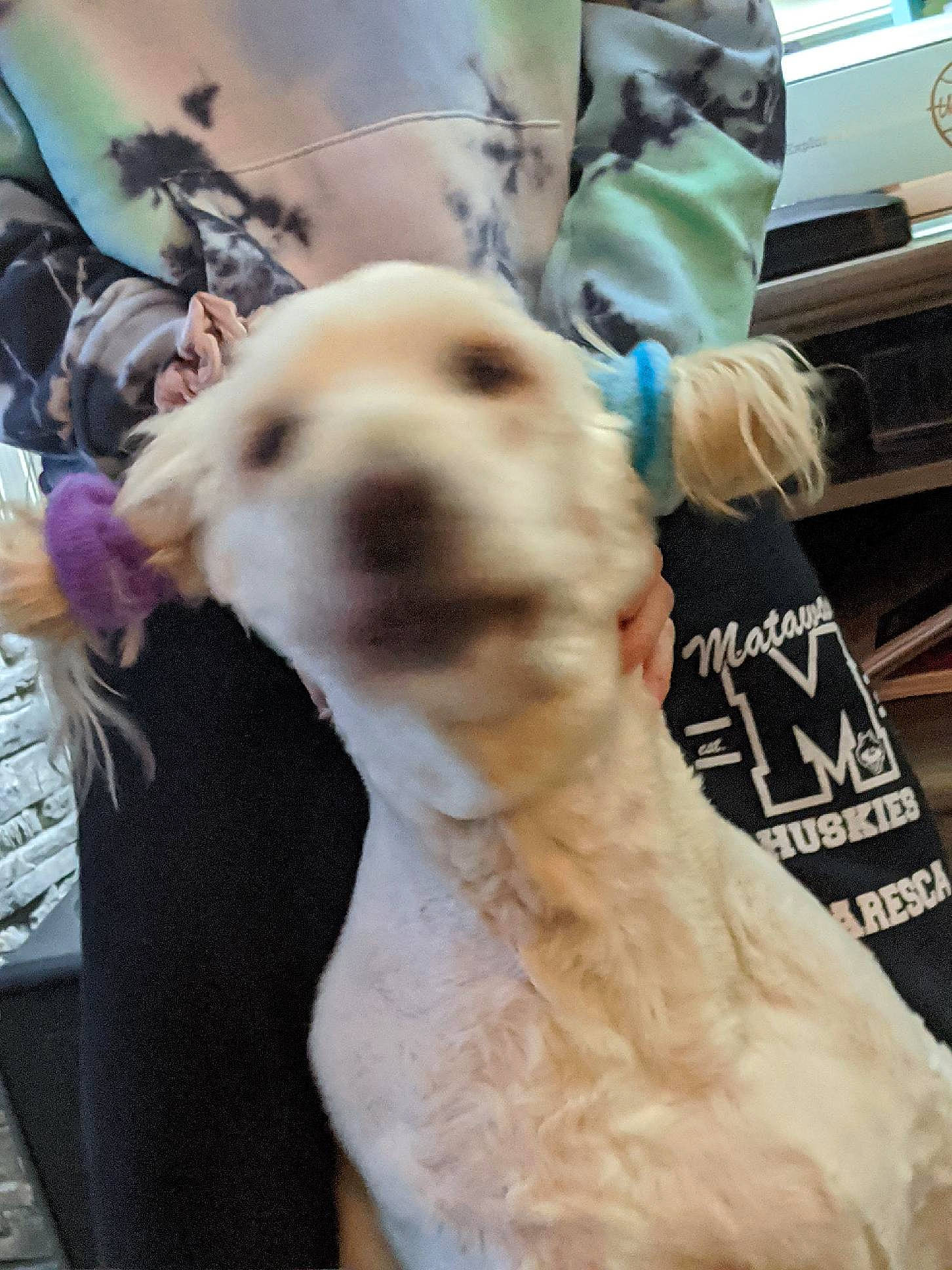 Crusier joined the competition — help win amazing prizes! canidae, carnivore, companion_dog, dog, dog_breed, fawn, golden_retriever, labrador_retriever, mammal, puppy, retriever, snout, sporting_group