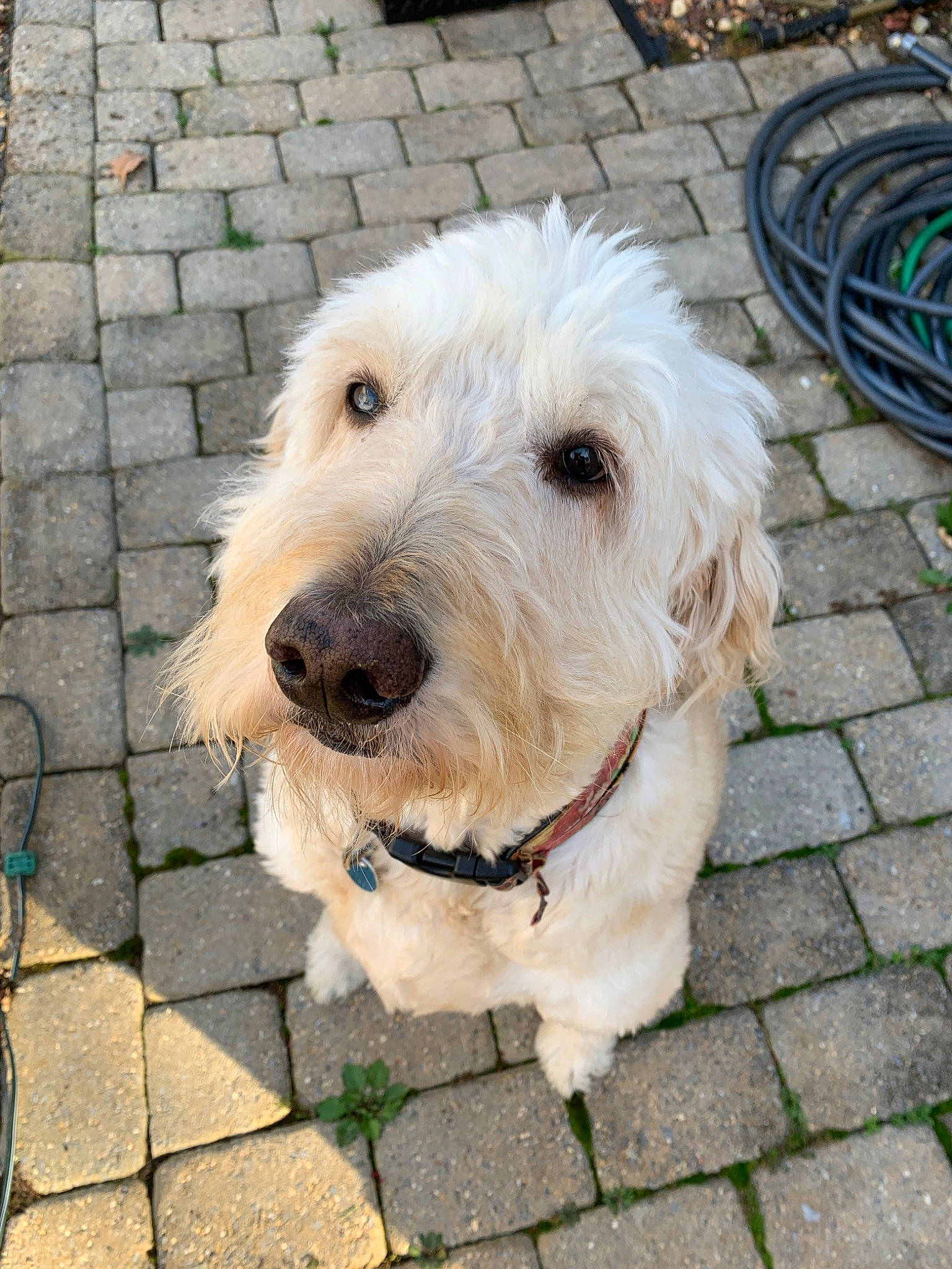 Crusier is registered to the contest to win money with this photo: briquet_griffon_vendeen, canidae, carnivore, companion_dog, dog, dog_breed, goldendoodle, grand_basset_griffon_vendeen, labradoodle, mammal, petit_basset_griffon_vendeen, rare_breed_dog, sapsali, sporting_group, terrier, vertebrate