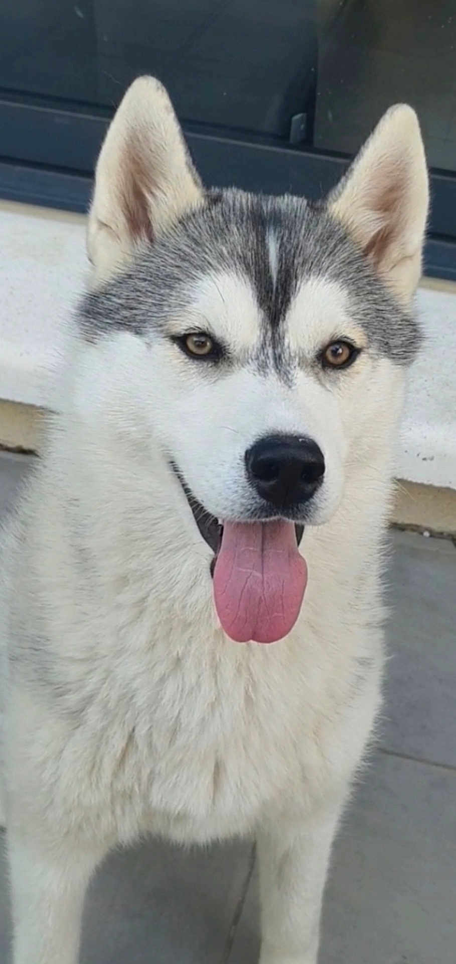 Sia a rejoint le concours — aidez-le/la à gagner de superbes lots ! animal, canine, closeup, companion, cute, dog, ears, face, friendly, fur, gray_and_white, happy, looking, mammal, outdoor, pet, portrait, siberian_husky, tongue, tongue_out