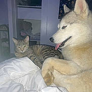 Sia a rejoint le concours — aidez-le/la à gagner de superbes lots ! animal, bed, blanket, cat, cozy, dog, fur, furniture, home, husky, indoor, pet, poster, relaxed, resting, shelf, sitting, tabby_cat, tongue_out, white_blanket