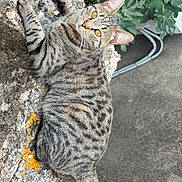 Zola participe au concours pour gagner de l'argent avec cette photo : animal, cat, close_up, concrete, curious, ears, feline, green_leaves, lichen, nature, outdoor, pet, resting, stone, striped, tabby, tail, whiskers, wildlife, yellow_eyes