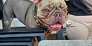 Ziggy joined the competition — help win amazing prizes! dog, french_bulldog, pet, animal, outdoor, table, person, casual_clothing, window, reflection, greenery, daylight, chair, smiling_dog, tongue_out, collar, friendly, cafe, side_view, happy