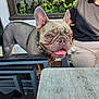 dog, french_bulldog, pet, animal, outdoor, table, person, casual_clothing, window, reflection, greenery, daylight, chair, smiling_dog, tongue_out, collar, friendly, cafe, side_view, happy