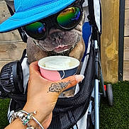 Ziggy joined the competition — help win amazing prizes! dog, blue_cap, sunglasses, stroller, hand, tattoo, bracelet, ice_cream, outdoor, grass, wooden_fence, pet, canine, reflection, summer, cool, casual, accessories, close_up, portrait