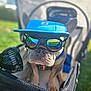 Ziggy joined the competition — help win amazing prizes! dog, french_bulldog, sunglasses, blue_hat, stroller, outdoor, green_grass, sunny, pet_accessory, reflection, canine, closeup, portrait, summer, cool, animal, pet, shade, fashion, leisure
