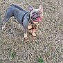 Ziggy is registered to the contest to win money with this photo: dog, french_bulldog, canine, pet, outdoor, grass, dry_grass, animal, mammal, tongue_out, happy, standing, collar, leash, ears_up, alert, cute, playful, daylight, nature