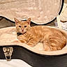 Ozzy Pawsbourne joined the competition — help win amazing prizes! cat, orange_tabby, guitar_case, plush_lining, indoor, pet, resting, fur, animal, cozy, curious, lying_down, soft_texture, case_latch, bedroom, comfort, relaxed, domestic_cat, cute, feline