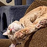 Ozzy Pawsbourne is registered to the contest to win money with this photo: cat, orange_tabby, sleeping, paws, pink_pads, couch, brown_fabric, cat_tree, indoor, cozy, relaxed, pet, feline, whiskers, closeup, fur, resting, soft, comfortable, home