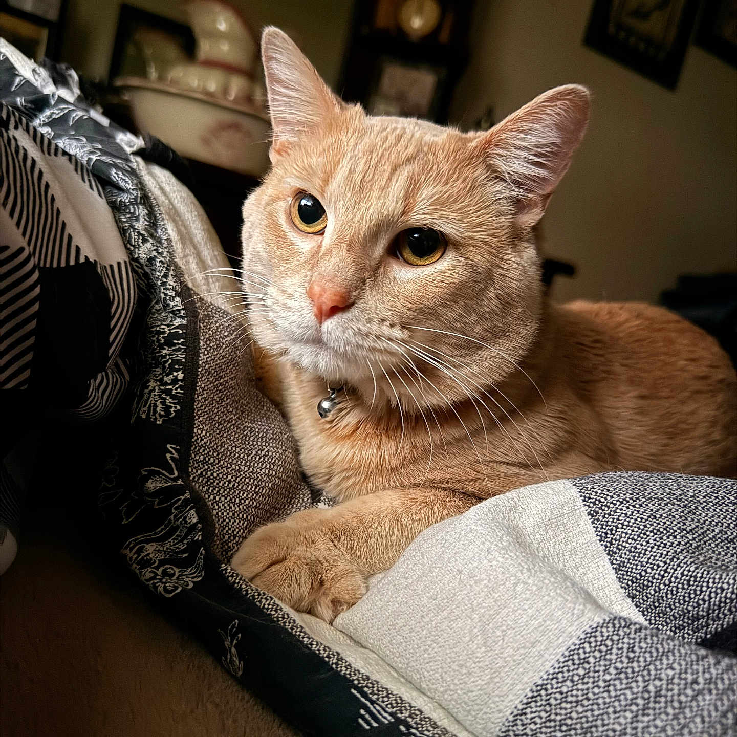 Ozzy Pawsbourne