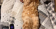 Ozzy Pawsbourne joined the competition — help win amazing prizes! cat, orange_cat, pet, sleeping, relaxed, quilt, blanket, patchwork, remote_control, solar_power_bank, cozy, indoor, feline, fur, paws, resting, home, comfort, nap, cute