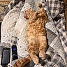 cat, orange_cat, pet, sleeping, relaxed, quilt, blanket, patchwork, remote_control, solar_power_bank, cozy, indoor, feline, fur, paws, resting, home, comfort, nap, cute