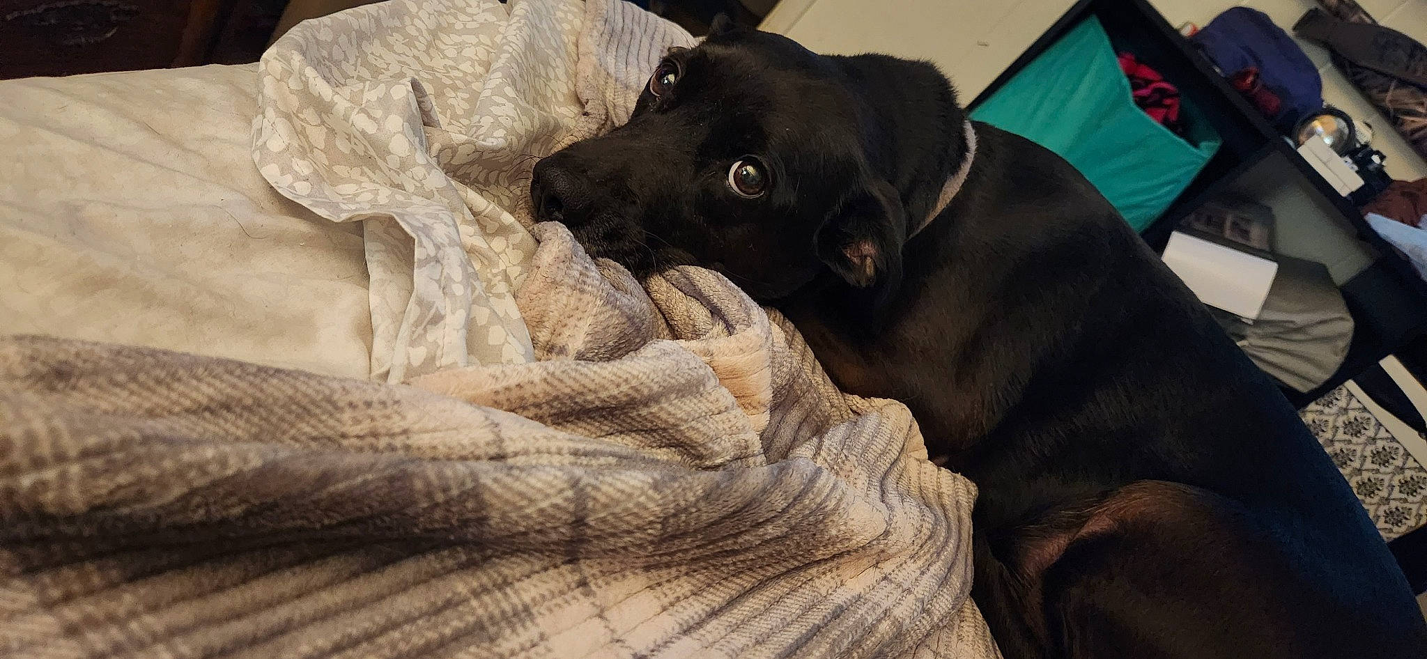 Willow Rae is registered to the contest to win money with this photo: borador, canidae, carnivore, comfort, companion_dog, couch, dog, dog_breed, fawn, fur, grey, guard_dog, gun_dog, liver, non_sporting_group, sporting_group, terrestrial_animal, tints_and_shades, wood, working_animal