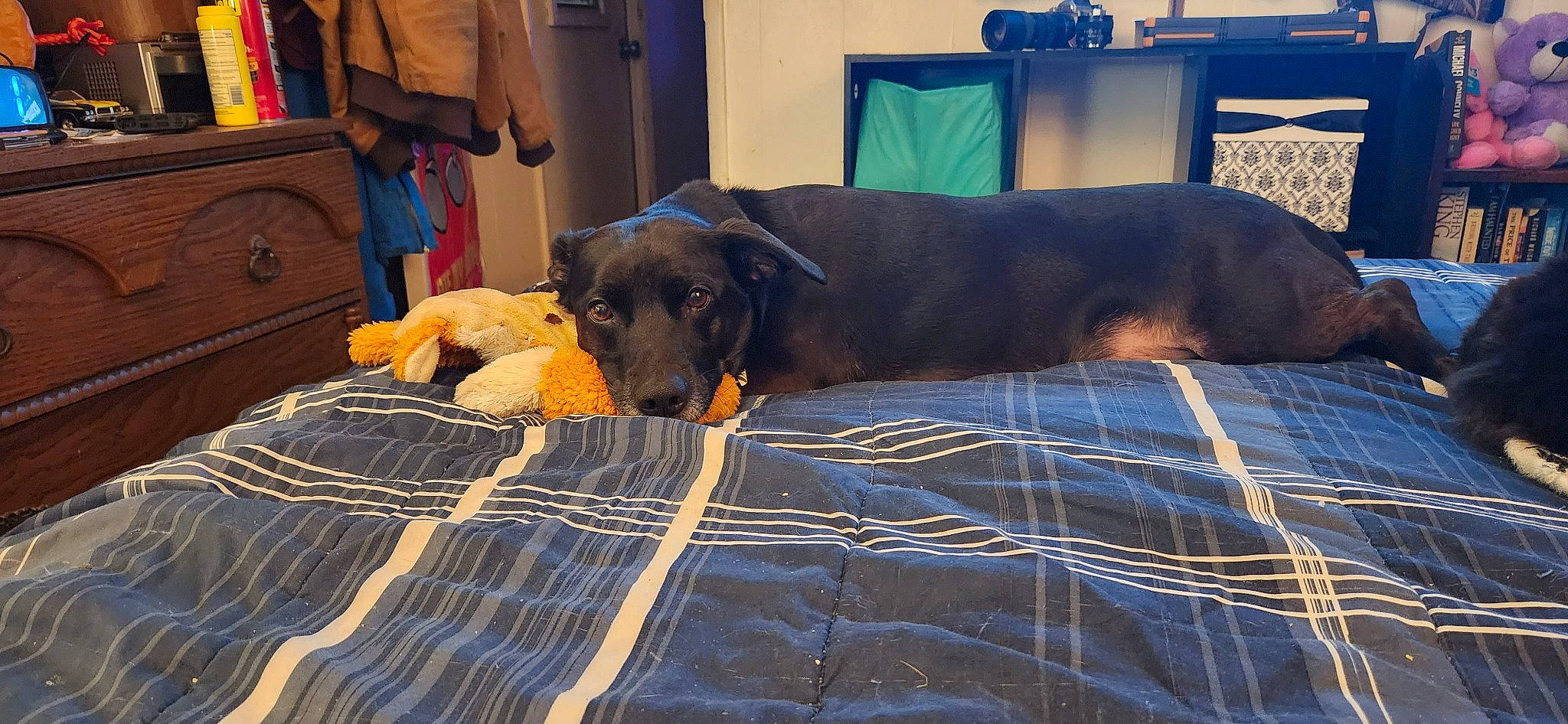 Willow Rae is registered to the contest to win money with this photo: canidae, carnivore, comfort, companion_dog, dog, dog_breed, dog_supply, fawn, flooring, guard_dog, linens, montenegrin_mountain_hound, pattern, plaid, room, scent_hound, sporting_group, tartan, working_animal, working_dog