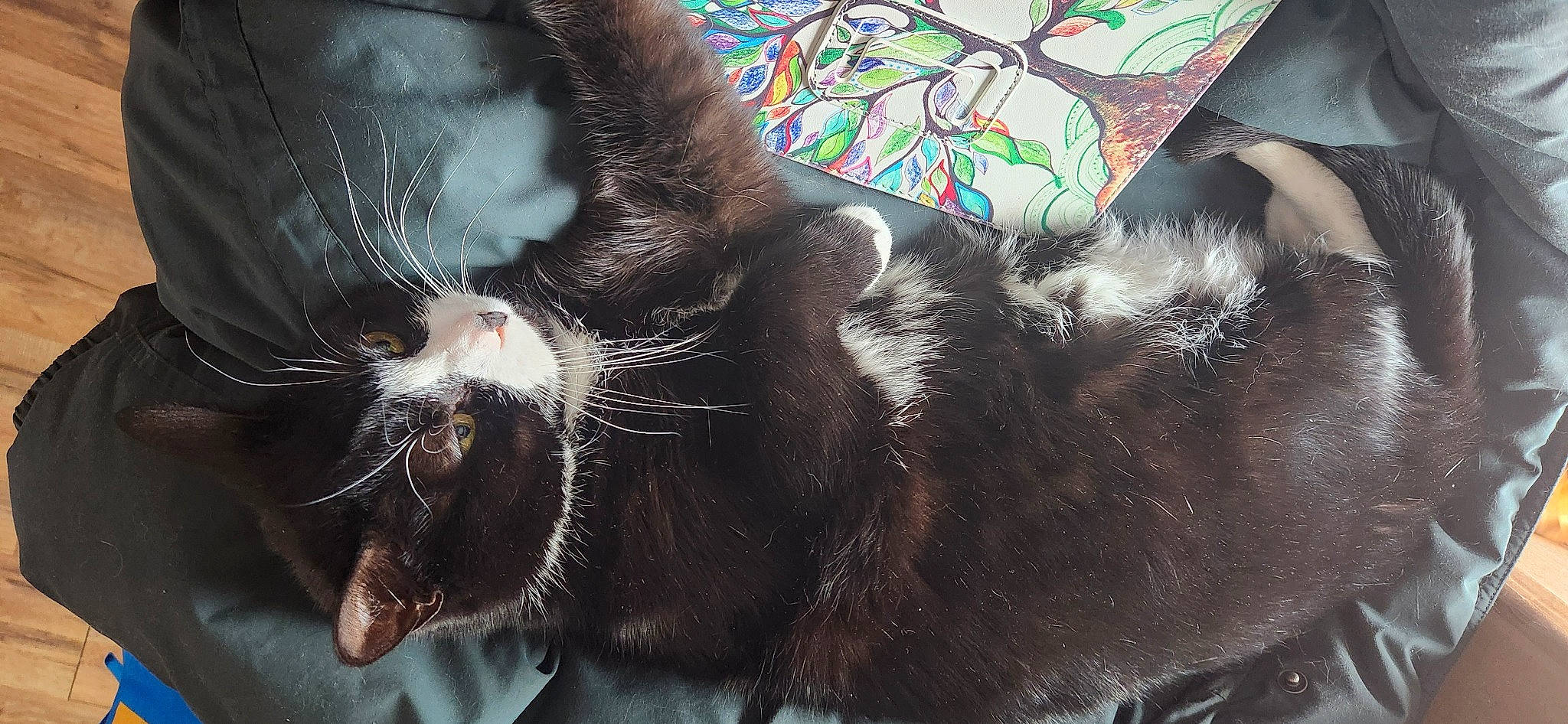 Smokey joined the competition — help win amazing prizes! carnivore, cat, cat_supply, claw, comfort, dog_breed, electric_blue, felidae, foot, fur, natural_material, pattern, paw, small_to_medium_sized_cats, sporting_group, tail, terrestrial_animal, whiskers