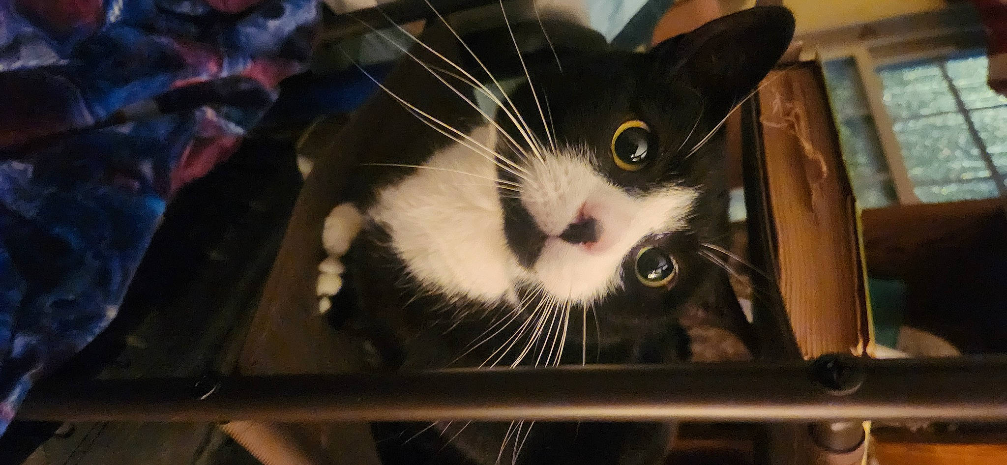 Smokey joined the competition — help win amazing prizes! carnivore, cat, domestic_short_haired_cat, felidae, fur, paw, small_to_medium_sized_cats, snout, whiskers