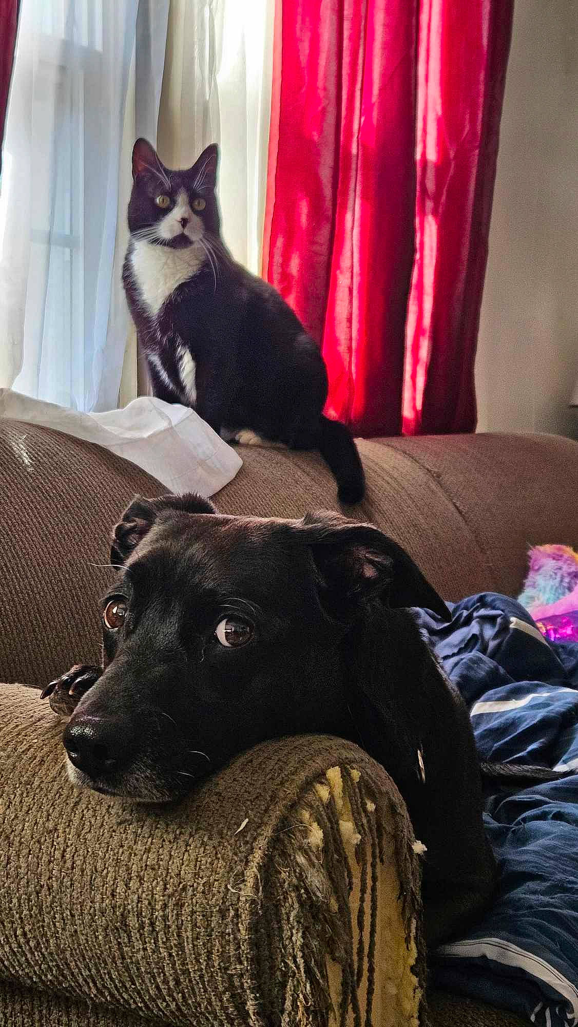 Smokey joined the competition — help win amazing prizes! carnivore, cat, comfort, companion_dog, couch, curtain, dog, dog_breed, felidae, fur, grey, linens, room, small_to_medium_sized_cats, snout, tail, tints_and_shades, whiskers, wood, working_animal