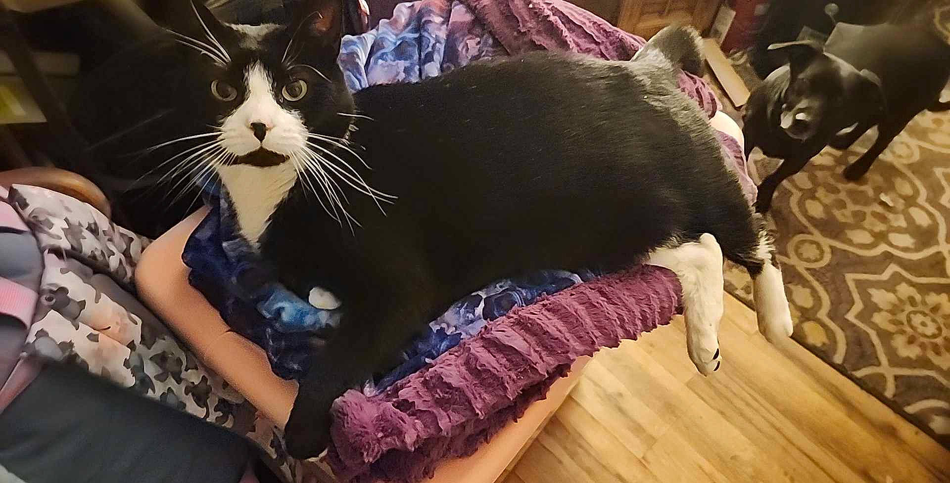 Smokey is registered to the contest to win money with this photo: black_cat, carnivore, cat, claw, comfort, couch, domestic_short_haired_cat, felidae, flooring, foot, formal_wear, fur, gesture, hardwood, lap, paw, small_to_medium_sized_cats, tail, whiskers, wood_flooring