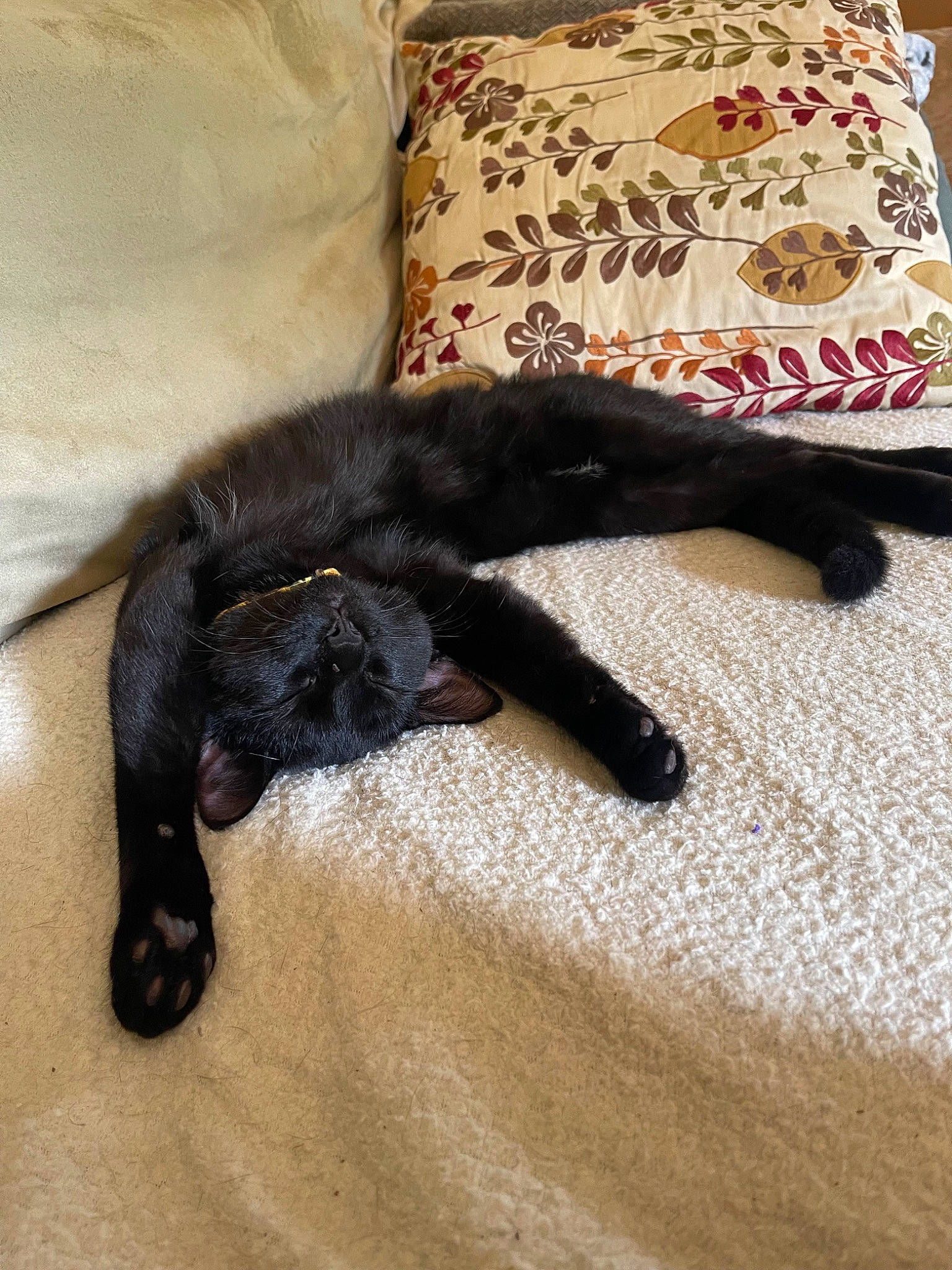 Bean joined the competition — help win amazing prizes! bedding, black_cat, bombay, carnivore, cat, comfort, dog_breed, domestic_short_haired_cat, felidae, fur, hardwood, linens, paw, pillow, room, small_to_medium_sized_cats, tail, terrestrial_animal, textile, whiskers