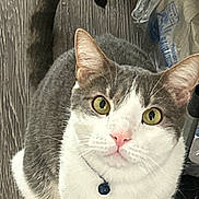 Jax is registered to the contest to win money with this photo: cat, gray_cat, white_cat, pet, animal, curious, looking_up, yellow_eyes, pink_nose, tail, wooden_floor, indoor, domestic_cat, feline, collar, household, cute, fur, whiskers, portrait