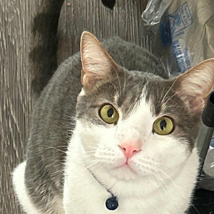 Jax is registered to the contest to win money with this photo: animal, cat, collar, curious, cute, domestic_cat, feline, fur, gray_cat, household, indoor, looking_up, pet, pink_nose, portrait, tail, whiskers, white_cat, wooden_floor, yellow_eyes