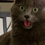 Chichi participe au concours pour gagner de l'argent avec cette photo : animal, bed, blanket, cat, closeup, cute, domestic_cat, expression, feline, fur, gray_cat, indoor, mammal, pattern, pet, playful, portrait, tongue_out, whiskers, wide_eyes