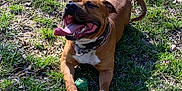 Fenrir participe au concours pour gagner de l'argent avec cette photo : animal, brown_dog, canine, collar, daytime, dog, grass, green_ball, happy, leaf_litter, mammal, nature, outdoor, pet, playing, resting, shadow, summer, sunlight, tongue_out