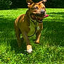 Fenrir participe au concours pour gagner de l'argent avec cette photo : animal, brown_dog, canine, collar, daylight, dog, energetic, grass, greenery, happy, lawn, nature, outdoor, pet, playing, running, shadow, summer, sunlight, tongue_out
