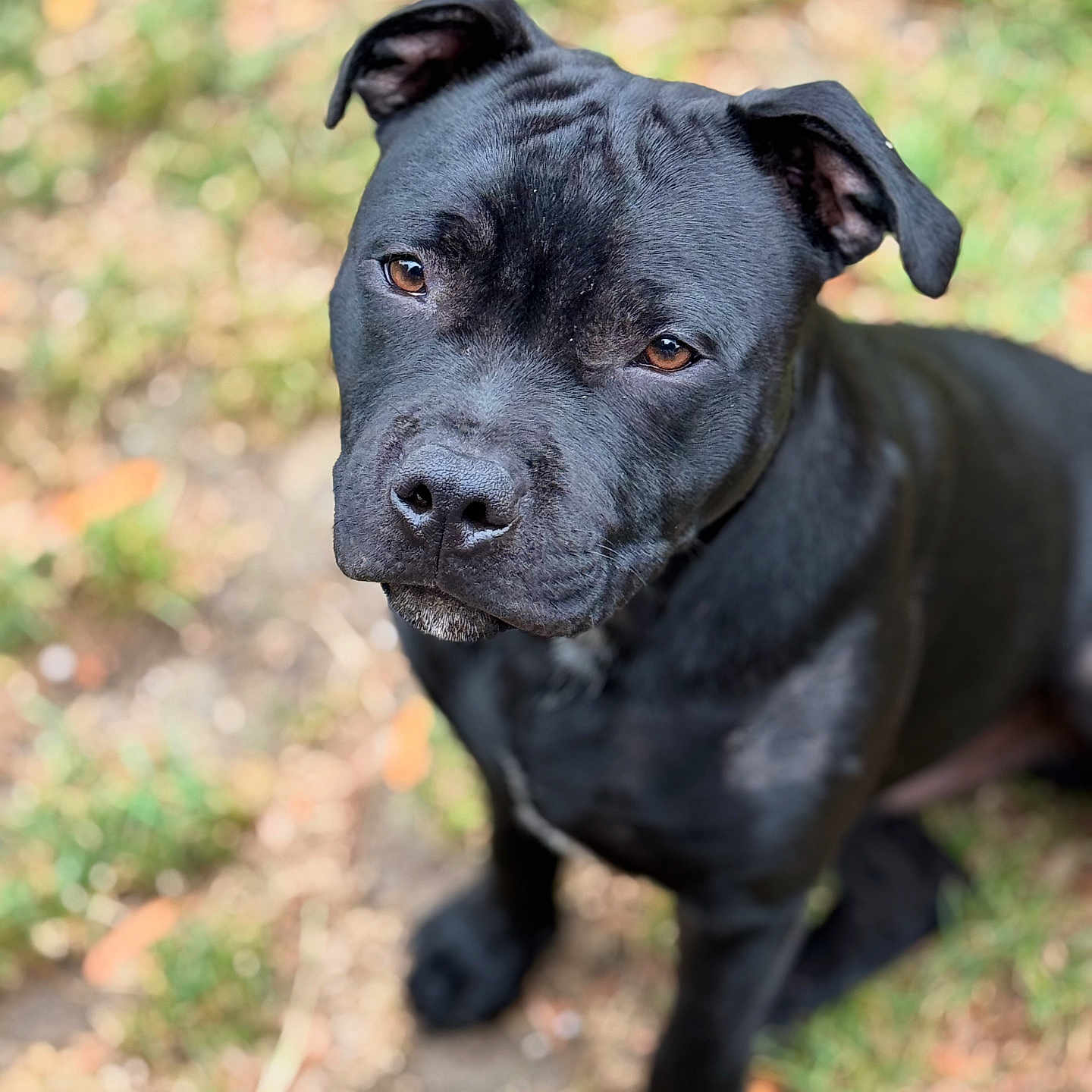 Pickle participe au concours pour gagner de l'argent avec cette photo : adorable, animal, black_dog, brown_eyes, canine, close_up, companion, curious, dog, ears, friendly, fur, grass, looking_up, mammal, nature, outdoor, pet, portrait, sitting