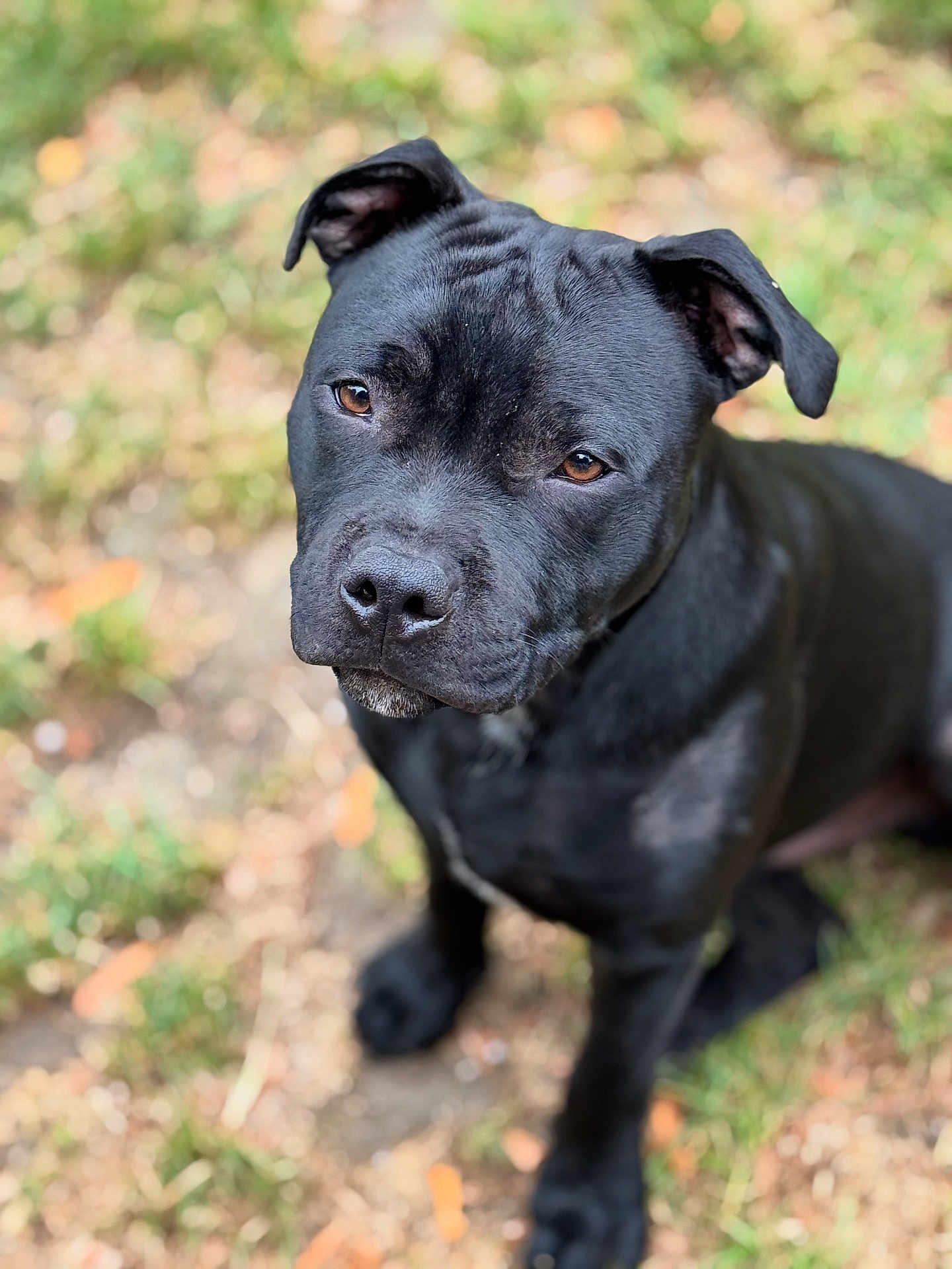 Pickle participe au concours pour gagner de l'argent avec cette photo : dog, black_dog, pet, animal, outdoor, grass, brown_eyes, curious, portrait, canine, mammal, sitting, looking_up, ears, close_up, nature, friendly, companion, fur, adorable