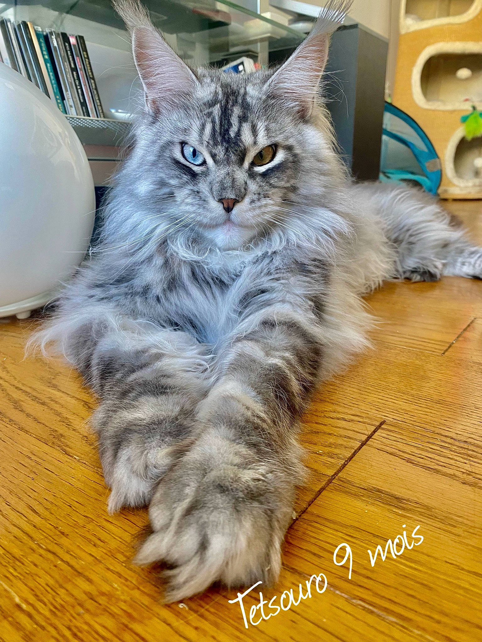 Tetsouro participe au concours pour gagner de l'argent avec cette photo : bookcase, carnivore, cat, claw, domestic_short_haired_cat, felidae, flooring, fur, hardwood, home_appliance, kitchen_appliance, maine_coon, paw, small_to_medium_sized_cats, snout, tail, varnish, whiskers, wood, wood_flooring