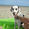Aya participe au concours pour gagner de l'argent avec cette photo : dalmatian, dog, beach, sand, sea, green_towel, tattoo, watch, human_arm, sunny, outdoor, pet, animal, relaxing, summer, vacation, shores, blue_sky, spotty_dog, leash