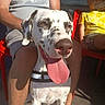 animal, casual_clothing, chair, child, dalmatian, dog, happy, hat, legs, man, outdoor, person, pet, red_chair, shadow, sitting, smile, sunlight, tongue_out, yellow_shirt