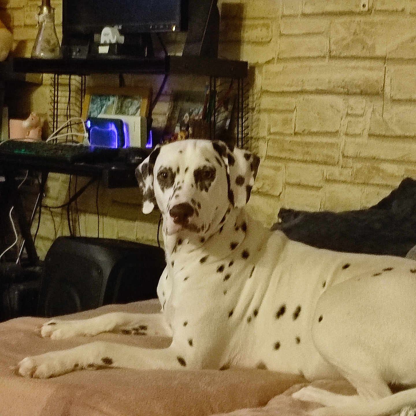 Aya participe au concours pour gagner de l'argent avec cette photo : dalmatian, dog, pet, indoor, blanket, couch, resting, animal, living_room, brick_wall, television, electronics, furniture, spot_pattern, mammal, canine, lying_down, household, cozy, curious
