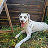 Aya a rejoint le concours — aidez-le/la à gagner de superbes lots ! dalmatian, dog, animal, pet, grass, outdoor, fence, wooden_structure, bone_toy, tongue_out, sunlight, laying_down, happy, nature, summer, spotted, canine, playful, domestic_animal, resting