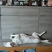 Aya participe au concours pour gagner de l'argent avec cette photo : dog, dalmatian, lying_down, spotted, floor, cabinet, photoframes, indoor, relaxed, wooden_floor, clothing, decoration, portrait_photos, furniture, resting, animal, pet, home, modern, casual