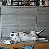 animal, cabinet, casual, clothing, dalmatian, decoration, dog, floor, furniture, home, indoor, lying_down, modern, pet, photoframes, portrait_photos, relaxed, resting, spotted, wooden_floor