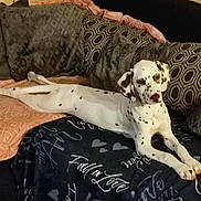 Benoit Aya a rejoint le concours — aidez-le/la à gagner de superbes lots ! animal, blanket, canine, comfortable, couch, cozy, dalmatian, dog, domestic, fur, furniture, home, indoor, laying, living_room, pet, pillows, relaxed, resting, spotted