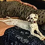 animal, blanket, canine, comfortable, couch, cozy, dalmatian, dog, domestic, fur, furniture, home, indoor, laying, living_room, pet, pillows, relaxed, resting, spotted