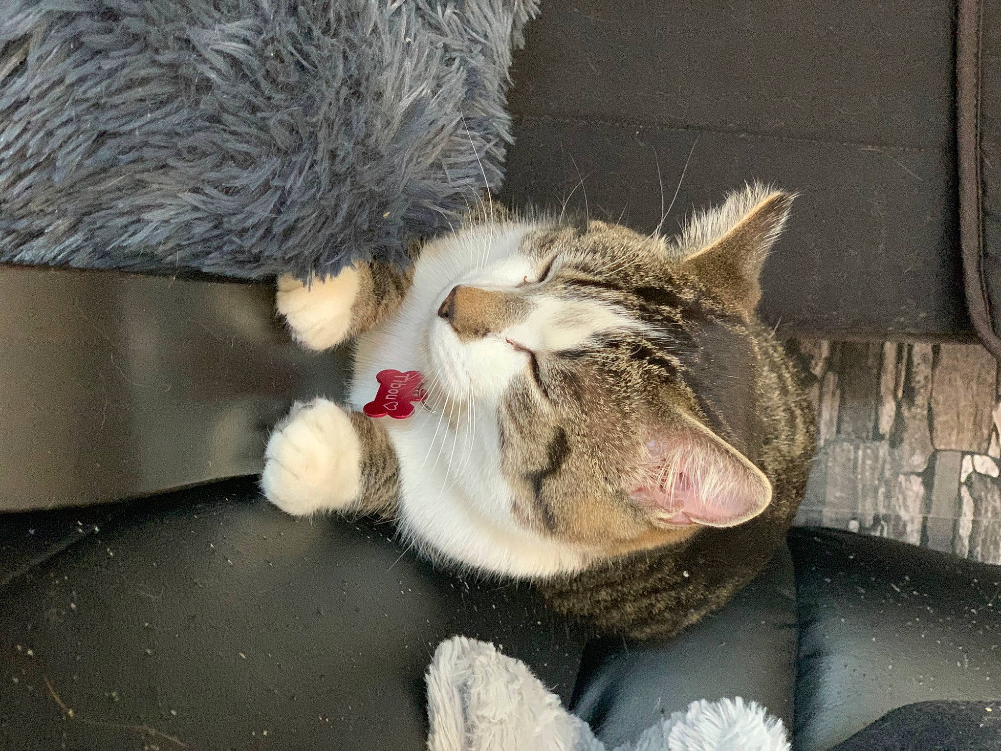 Tibou participe au concours pour gagner de l'argent avec cette photo : aegean_cat, carnivore, cat, claw, domestic_short_haired_cat, dragon_li, ear, european_shorthair, felidae, german_rex, paw, polydactyl_cat, small_to_medium_sized_cats, snout, tabby_cat, whiskers