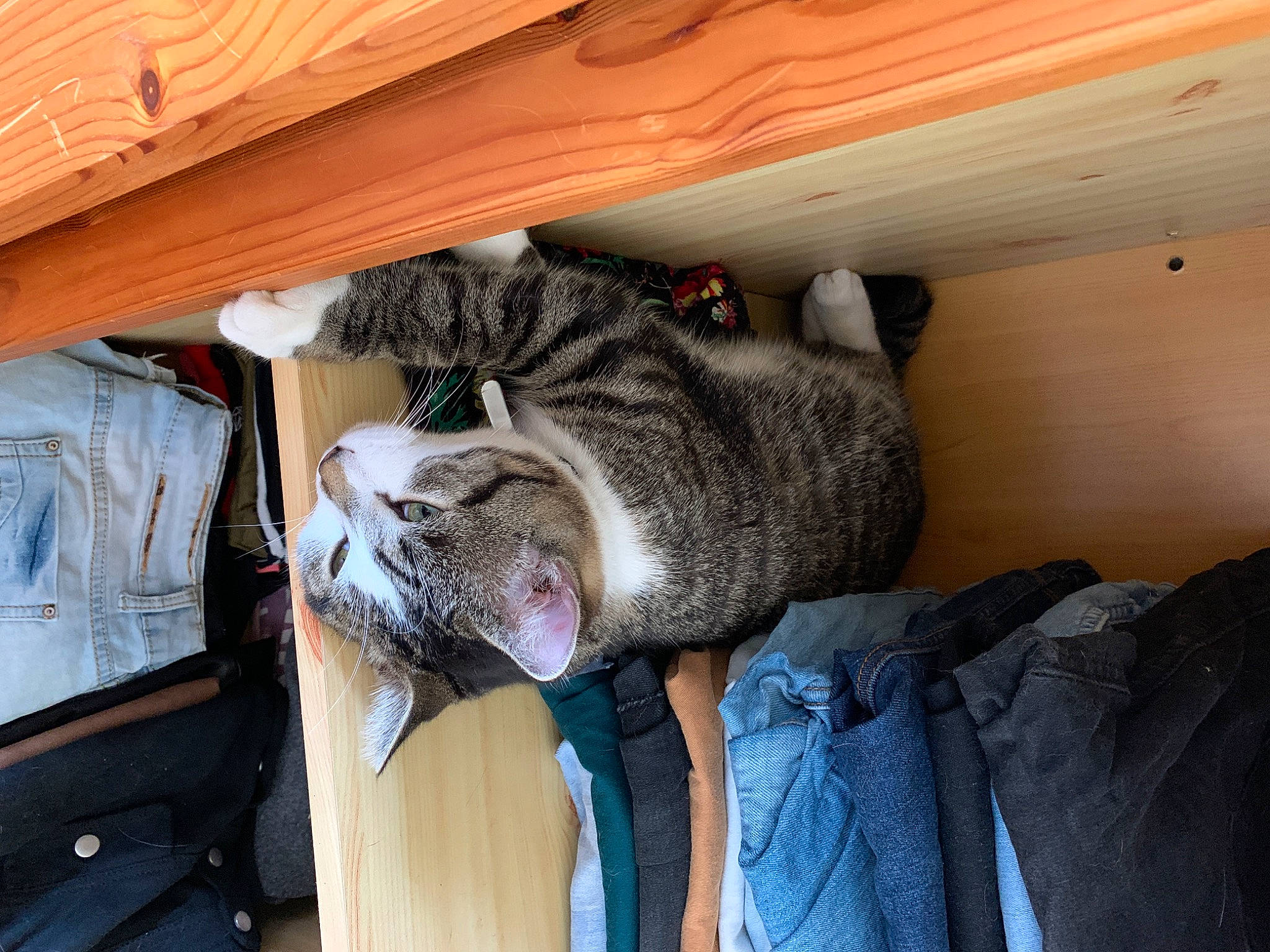 Tibou participe au concours pour gagner de l'argent avec cette photo : carnivore, cat, domestic_short_haired_cat, dragon_li, european_shorthair, fawn, felidae, pixie_bob, small_to_medium_sized_cats, tabby_cat, wood