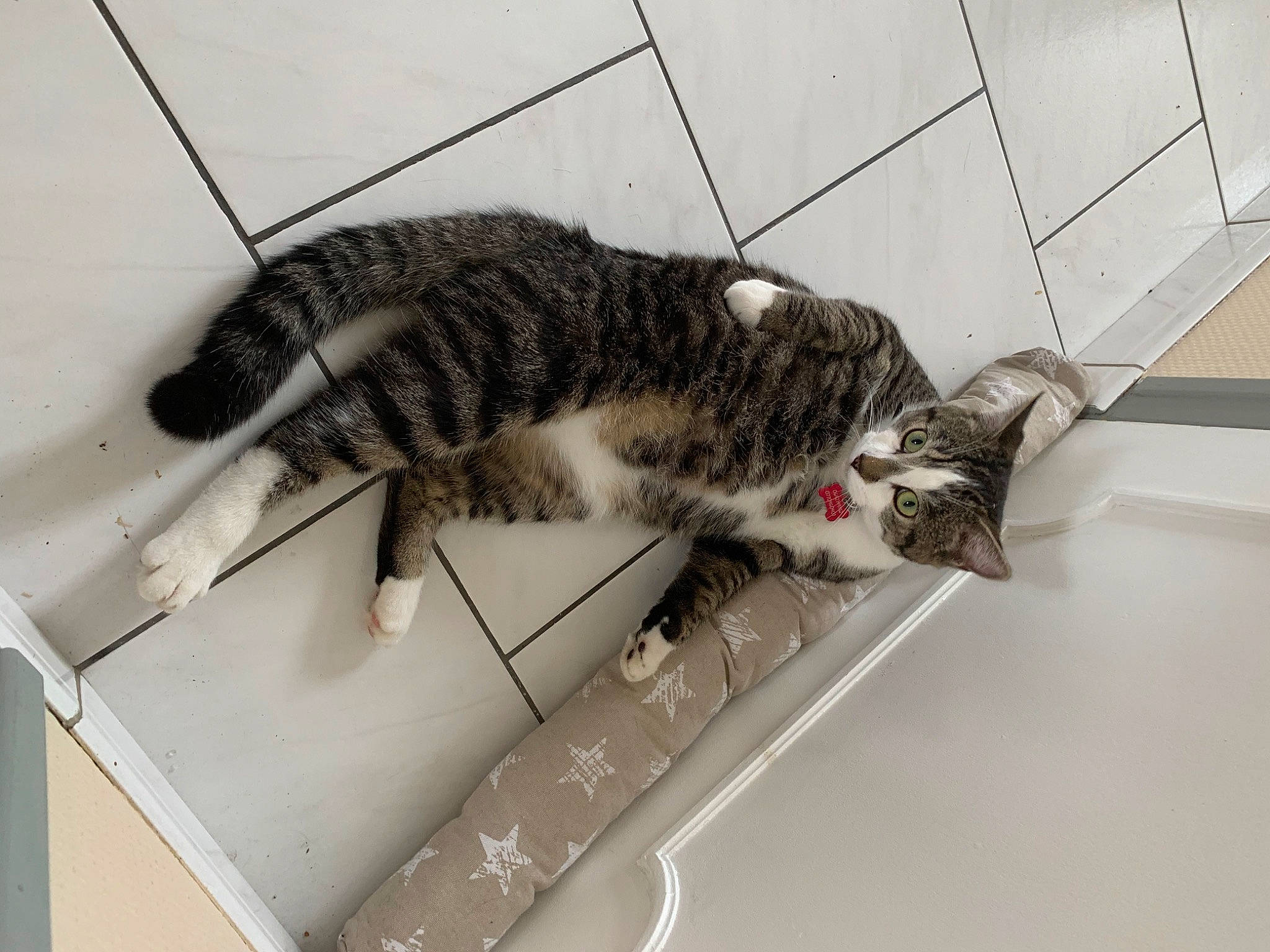 Tibou participe au concours pour gagner de l'argent avec cette photo : american_shorthair, bengal, carnivore, cat, domestic_short_haired_cat, dragon_li, egyptian_mau, european_shorthair, felidae, fur, kitten, small_to_medium_sized_cats, tabby_cat, tail, whiskers