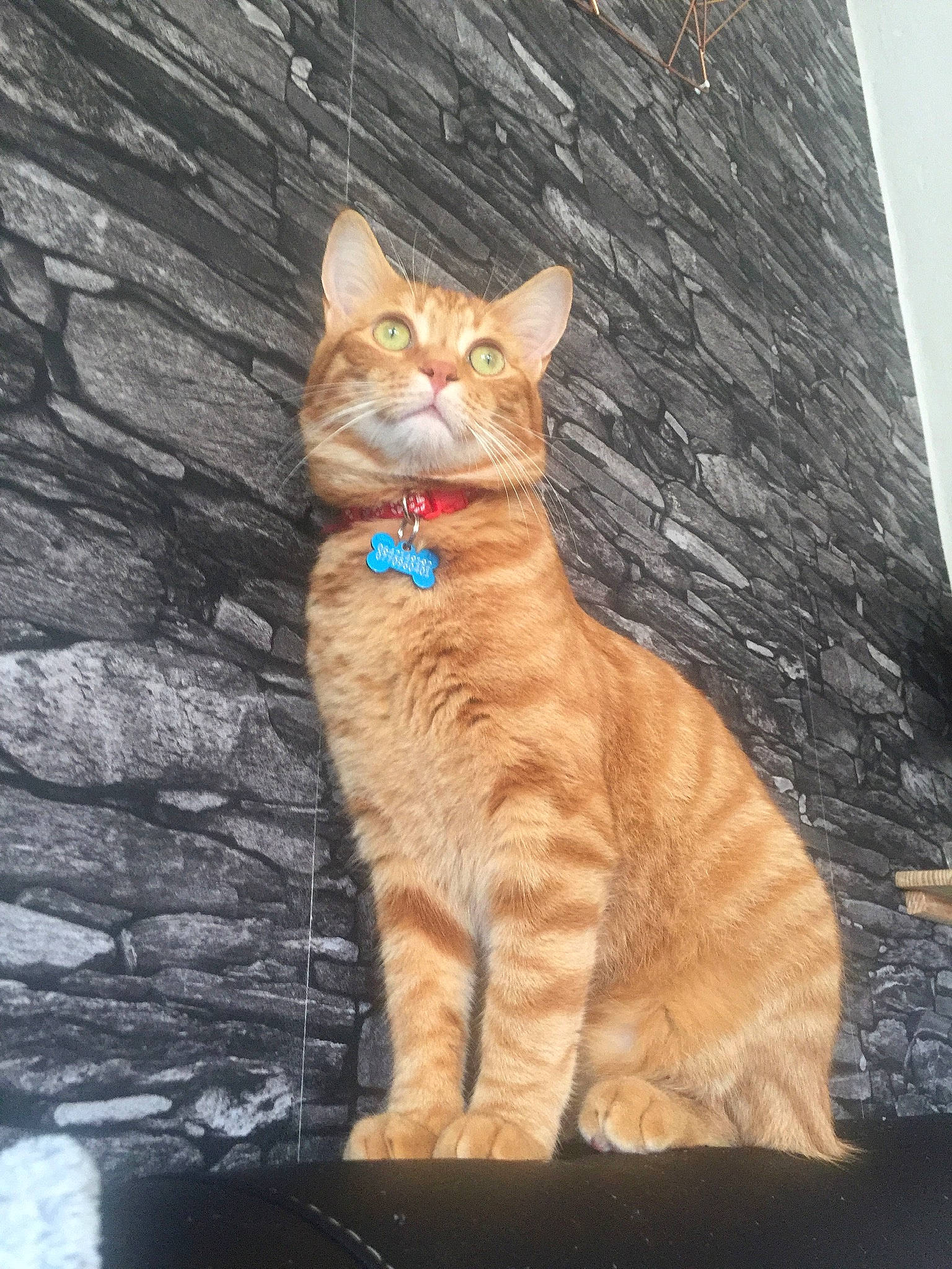 Neasty participe au concours pour gagner de l'argent avec cette photo : aegean_cat, american_wirehair, arabian_mau, asian, british_shorthair, carnivore, cat, domestic_short_haired_cat, european_shorthair, fawn, felidae, kitten, mammal, small_to_medium_sized_cats, tabby_cat, tail, whiskers, wood