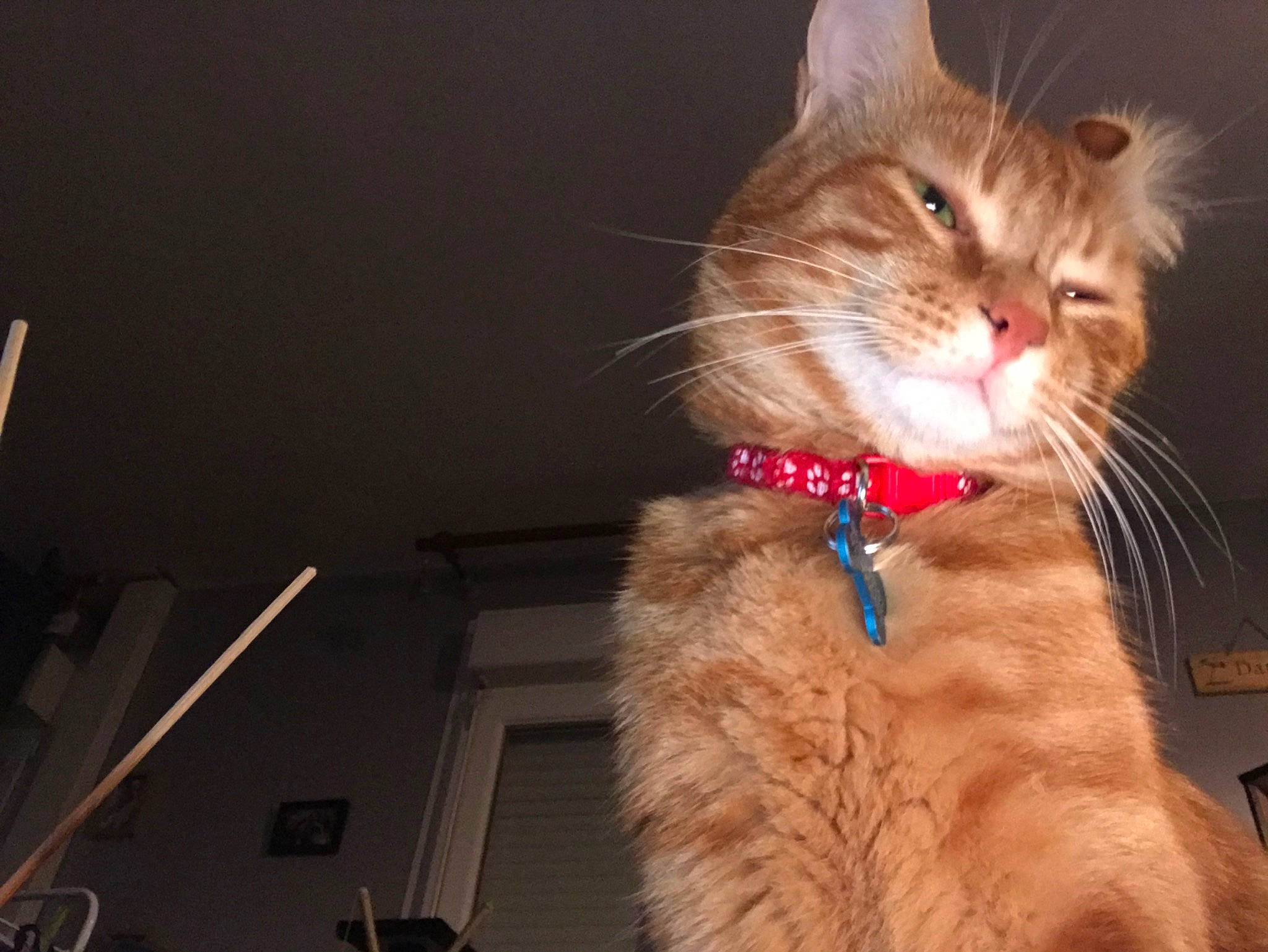 Neasty participe au concours pour gagner de l'argent avec cette photo : asian, carnivore, cat, domestic_short_haired_cat, ear, european_shorthair, fawn, felidae, fur, kitten, paw, small_to_medium_sized_cats, snout, tabby_cat, tail, whiskers